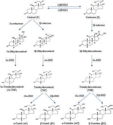 Alteration in glucocorticoids secretion and metabolism in patients affected by cystic fibrosis